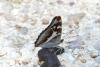 185266 – Photo : florent besson – France (18)